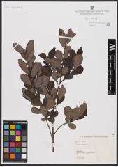 Foto von Salix aurita L.